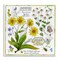 Stupell Industries Chamomile Herb Uses Wall Plaque Art Design by Jane Maday